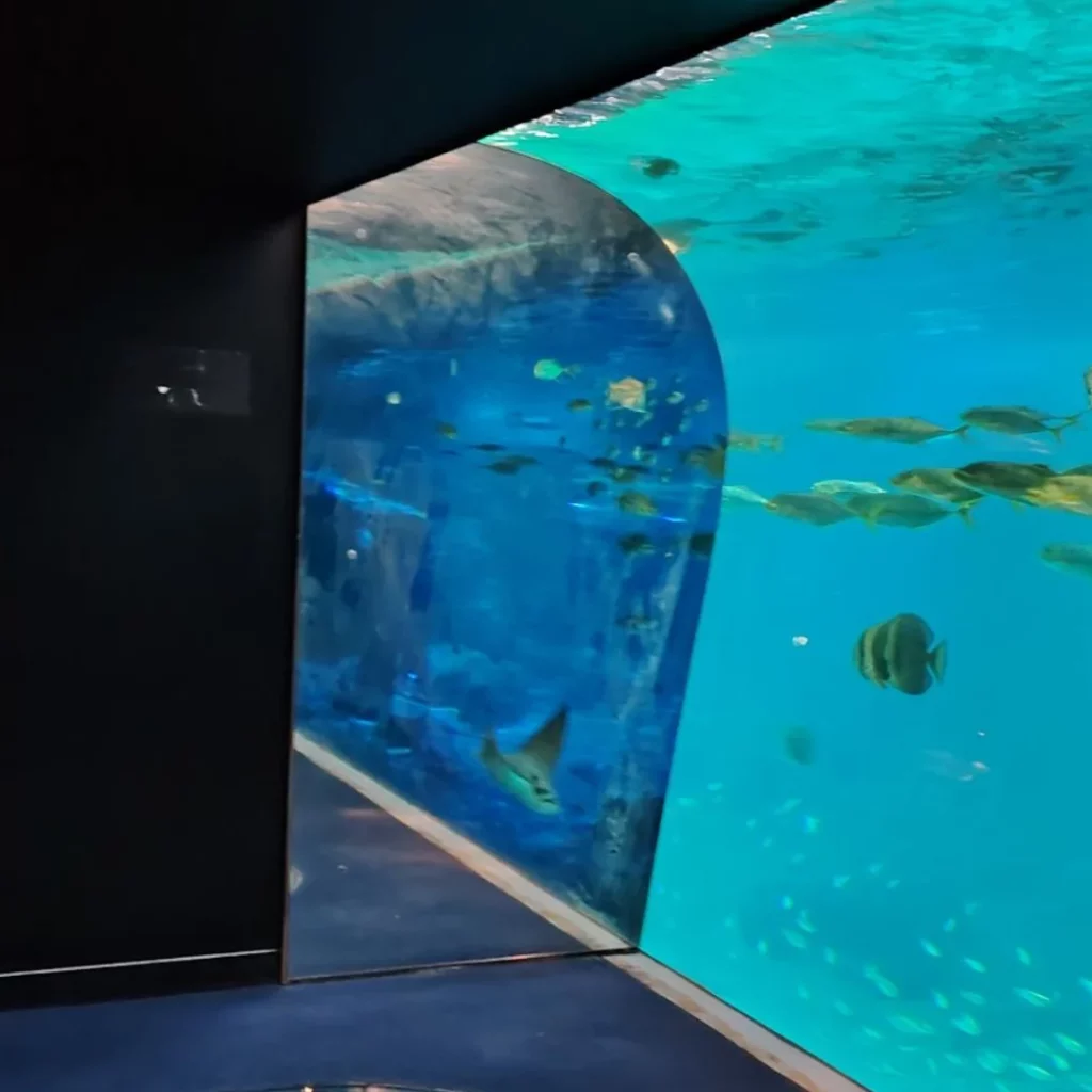 Tunnel en verre des lions de mer de Nausicaá