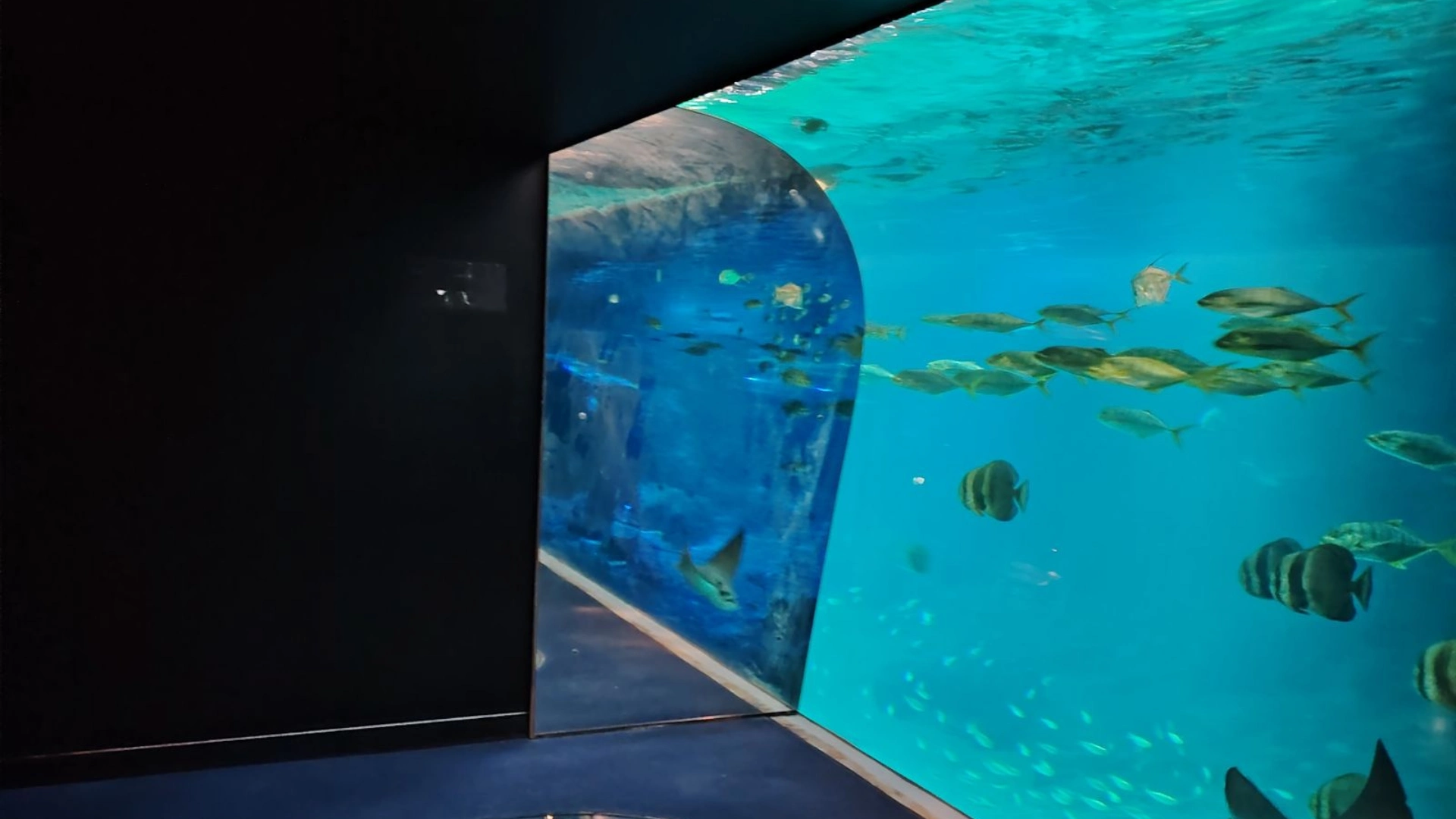 Plancher de verre du tunnel de Nausicaá, dalle d'usure remplacée