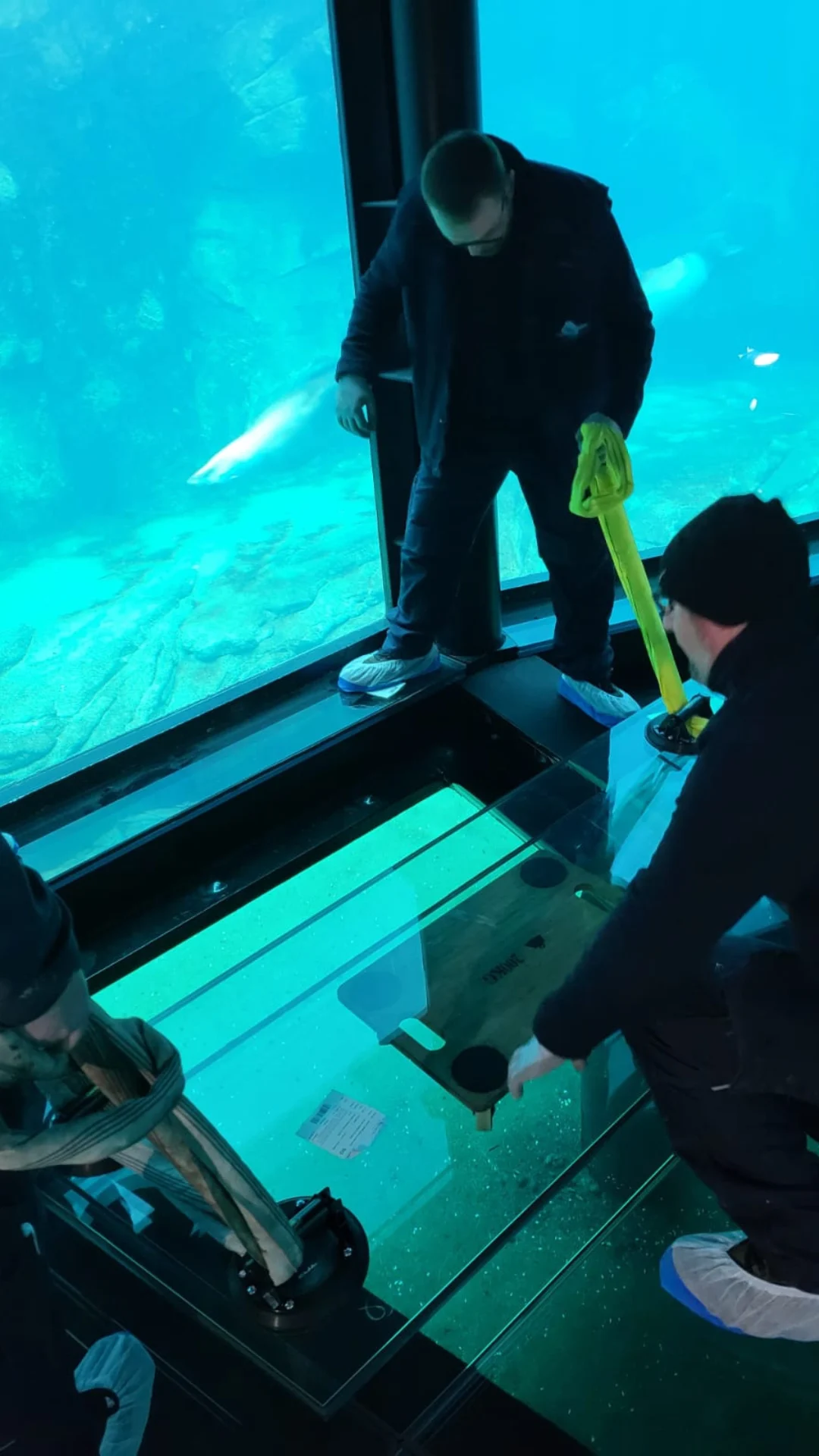 Poseurs Le Kap Verre Littoral sur le plancher de verre de Nausicaá